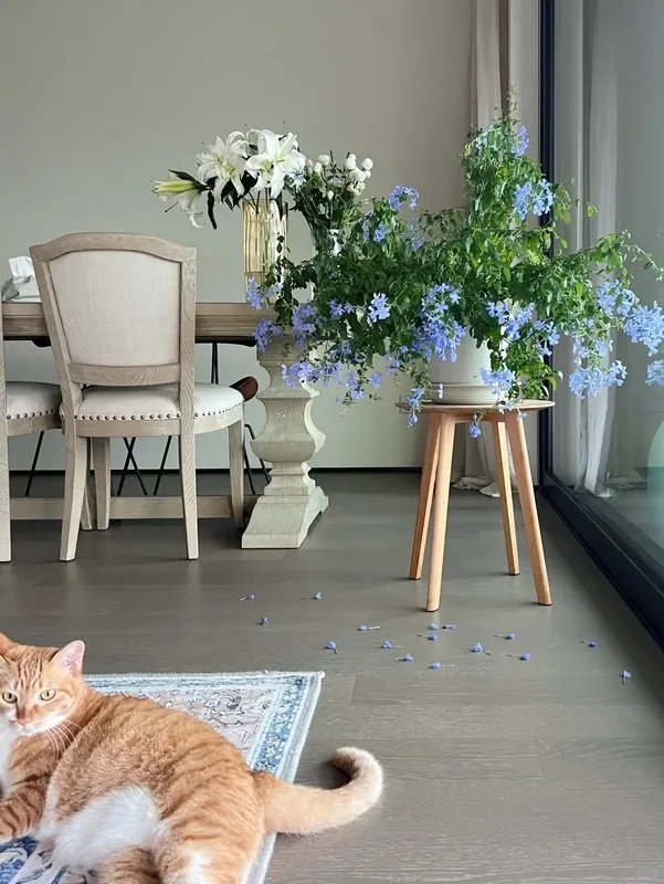 Orange cat resting indoors beside a pot of blue plumbago flowers, a safe and non-toxic houseplant for cats.