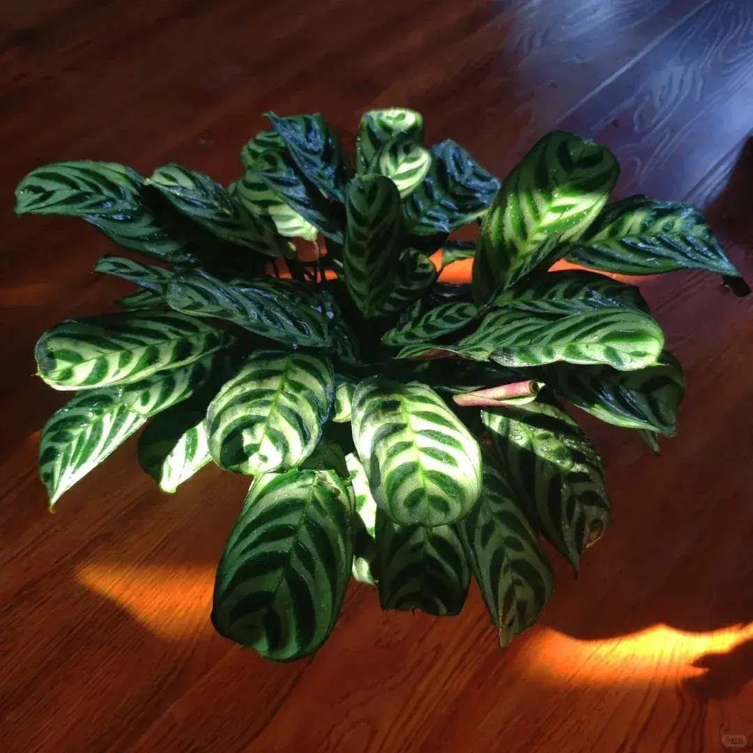 Calathea Burle Marxii Care Guide Growing the Fishbone Prayer Plant Indoors (5)
