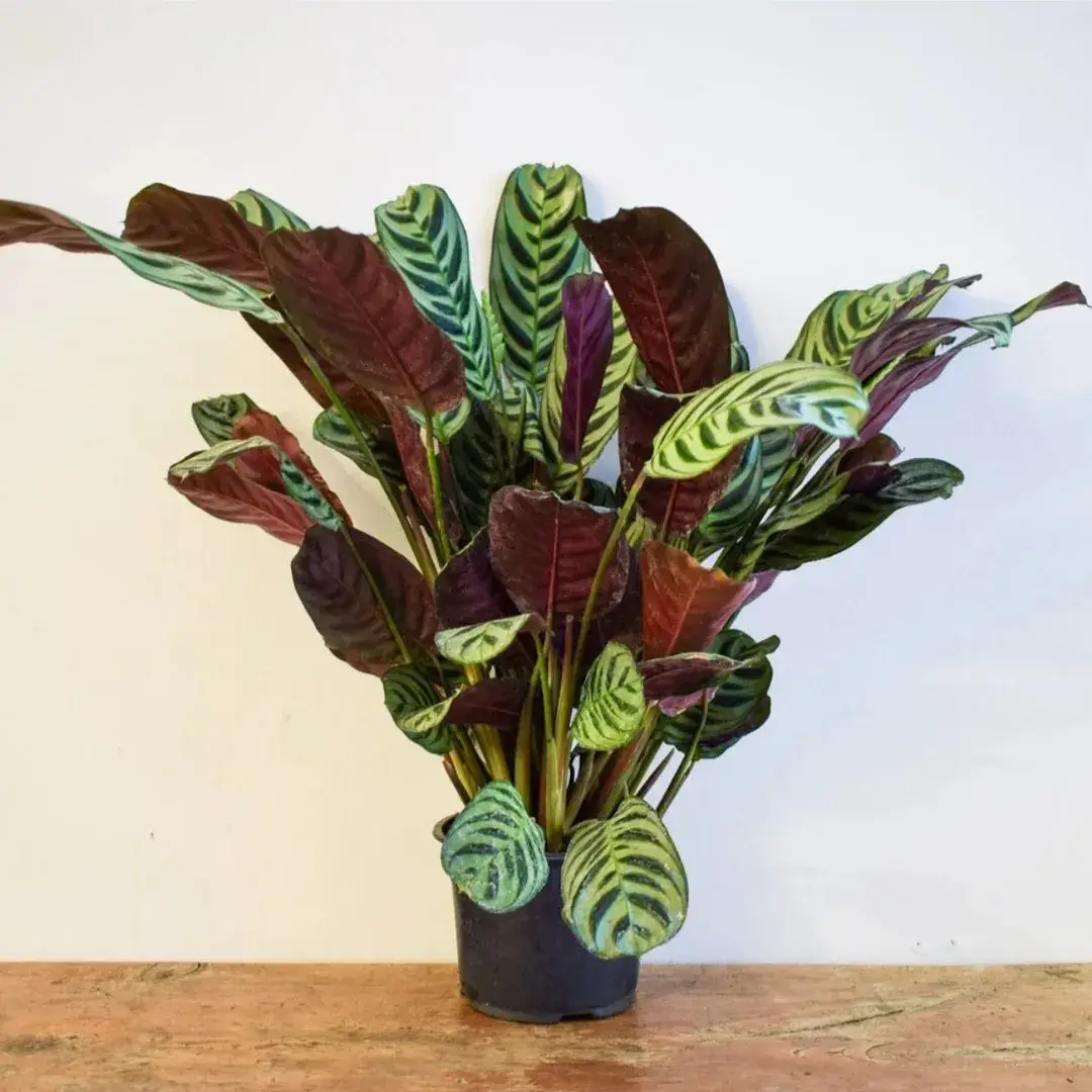 Calathea Burle Marxii Care Guide Growing the Fishbone Prayer Plant Indoors (5)