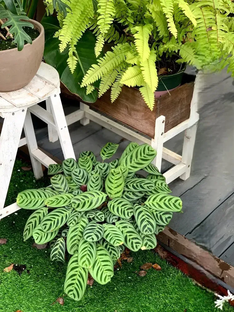 Calathea Burle Marxii Care Guide Growing the Fishbone Prayer Plant Indoors (5)