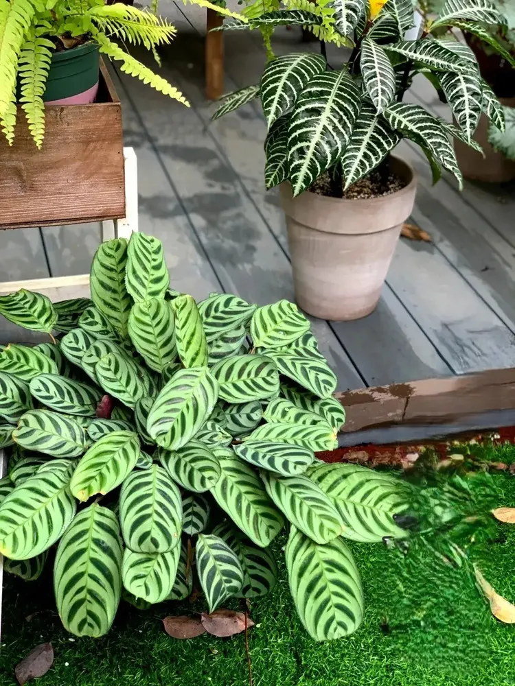 Calathea Burle Marxii Care Guide Growing the Fishbone Prayer Plant Indoors (5)