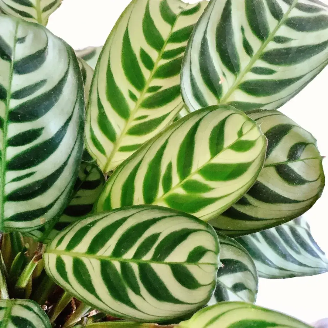 Calathea Burle Marxii Care Guide Growing the Fishbone Prayer Plant Indoors (5)