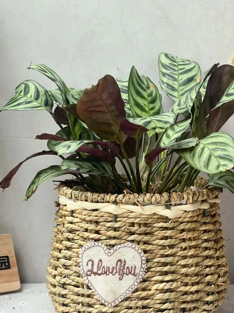 Calathea Burle Marxii Care Guide Growing the Fishbone Prayer Plant Indoors (5)