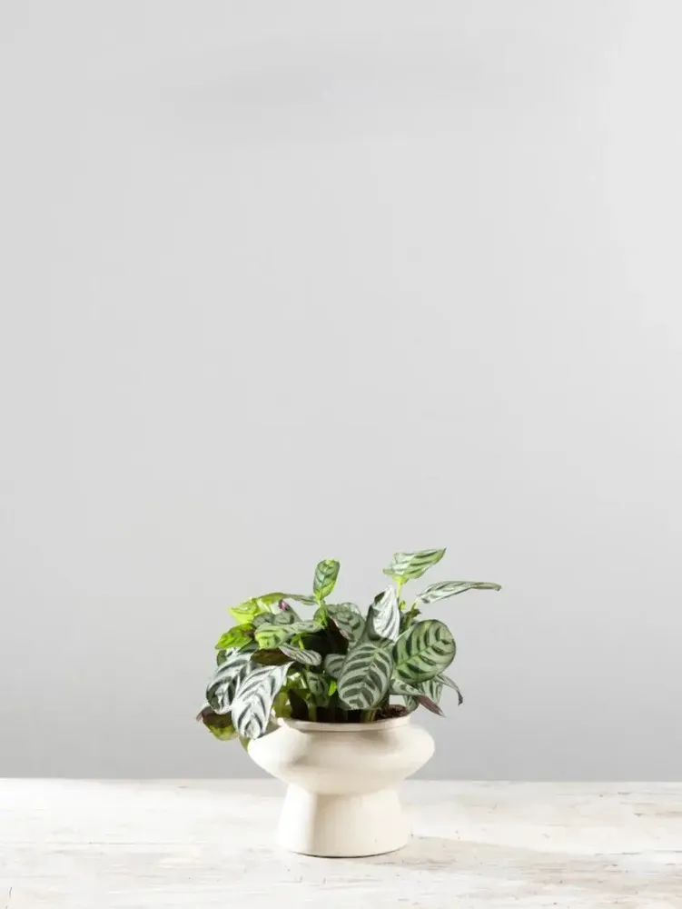 Calathea Burle Marxii Care Guide Growing the Fishbone Prayer Plant Indoors (5)