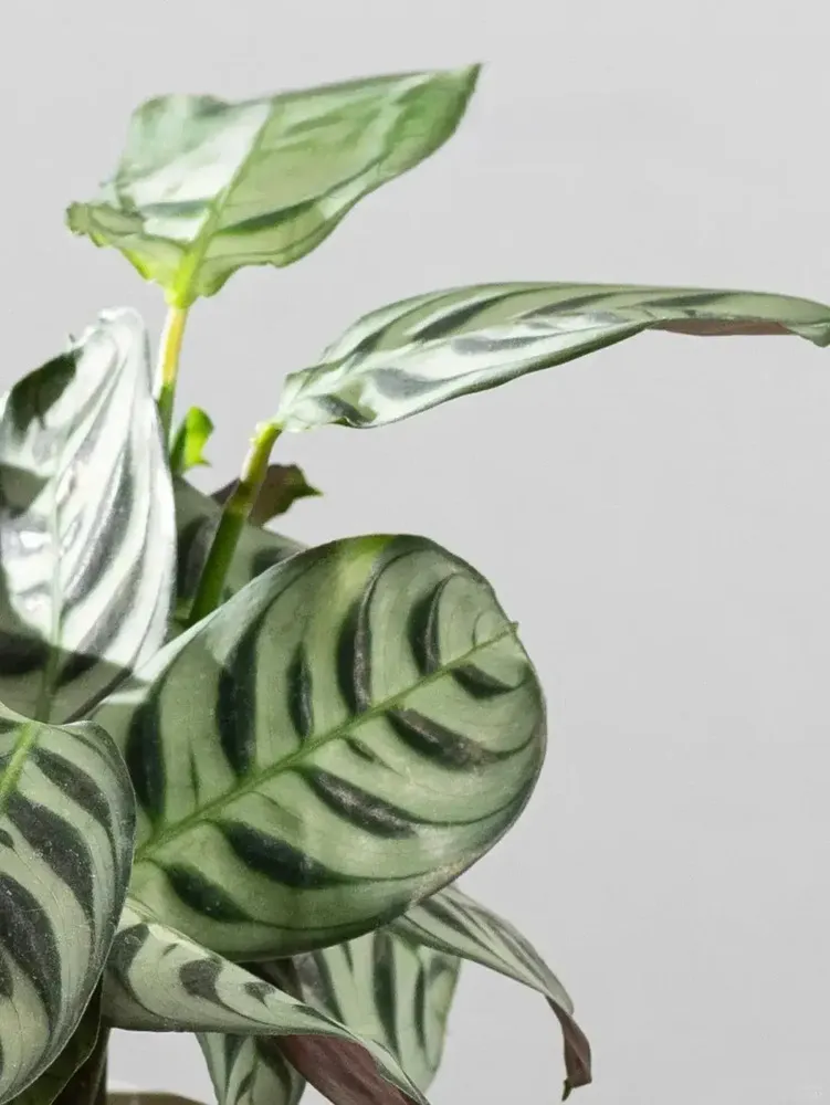 Calathea Burle Marxii Care Guide Growing the Fishbone Prayer Plant Indoors (5)