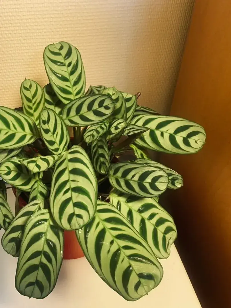 Calathea Burle Marxii Care Guide Growing the Fishbone Prayer Plant Indoors (5)