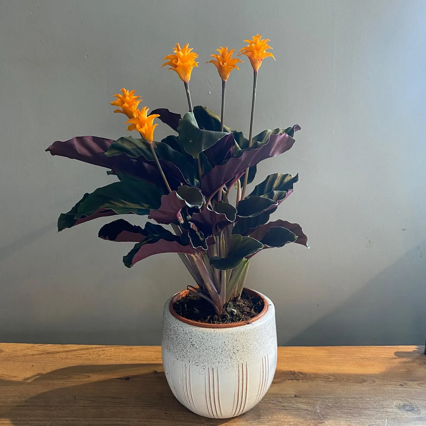 Calathea Crocata Care: Why Eternal Flame Is Beautiful but Demanding