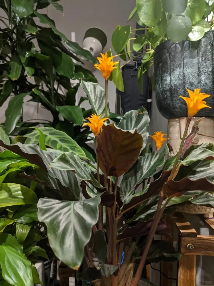 winterharte bromelien Kaufen Sie jetzt Zierstrauch Gartenbromelie Fascicularia 'Bicolor' Grün-Rot  - Winterhart kaufen