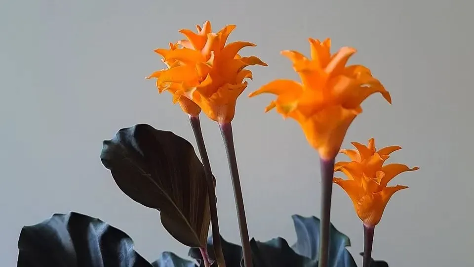 Calathea Crocata (Eternal Flame) Care Guide Light, Water & Bloom Tips (13)