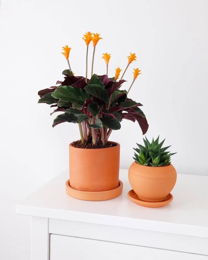 Calathea Crocata Care: Why Eternal Flame Is Beautiful but Demanding