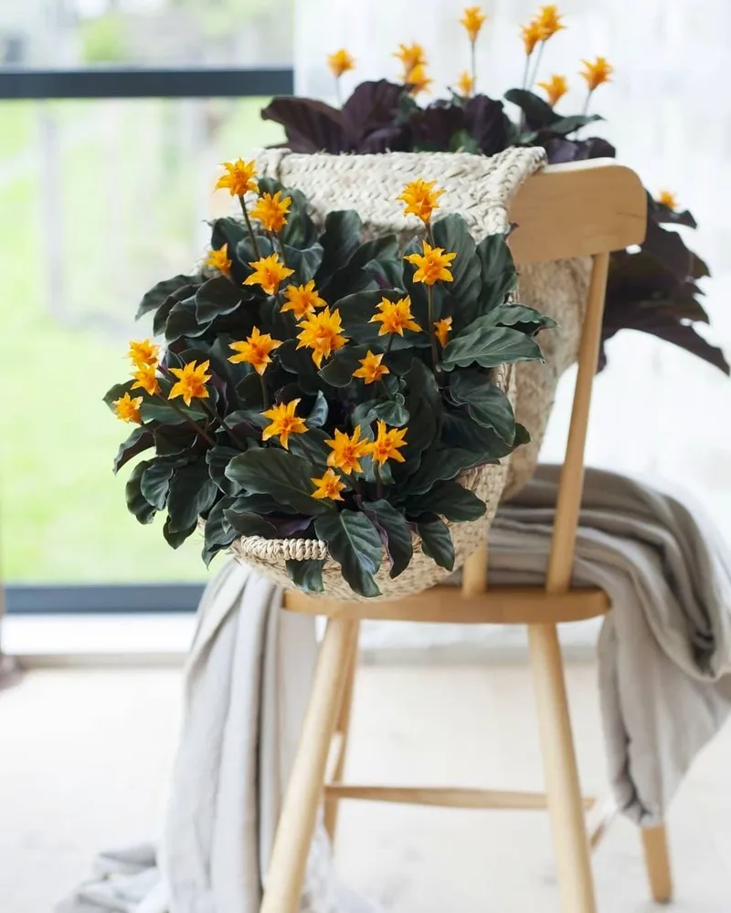 calathea flower Rose Painted Calathea 4