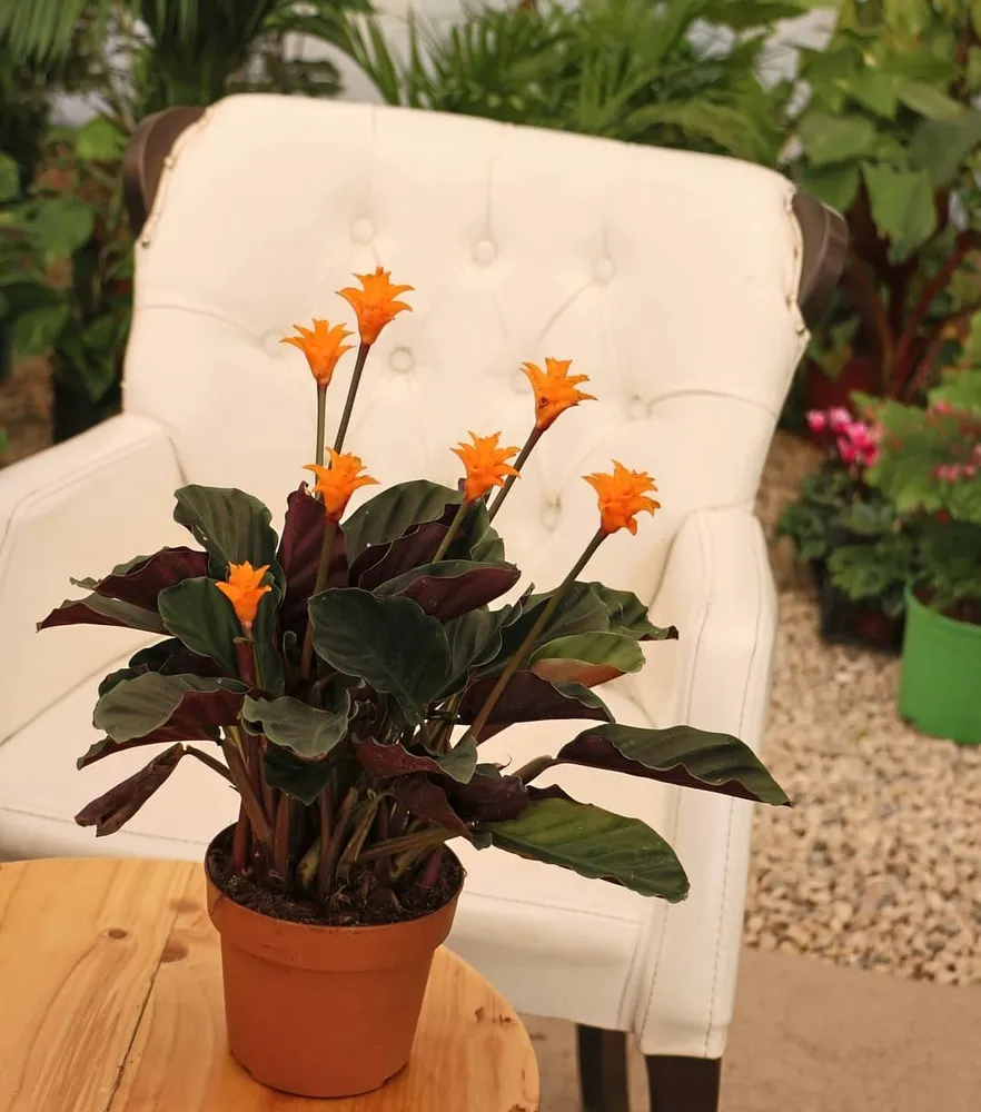 dracena pflanze Drachenbaum 'Lemon Lime' | kaufen main image 0