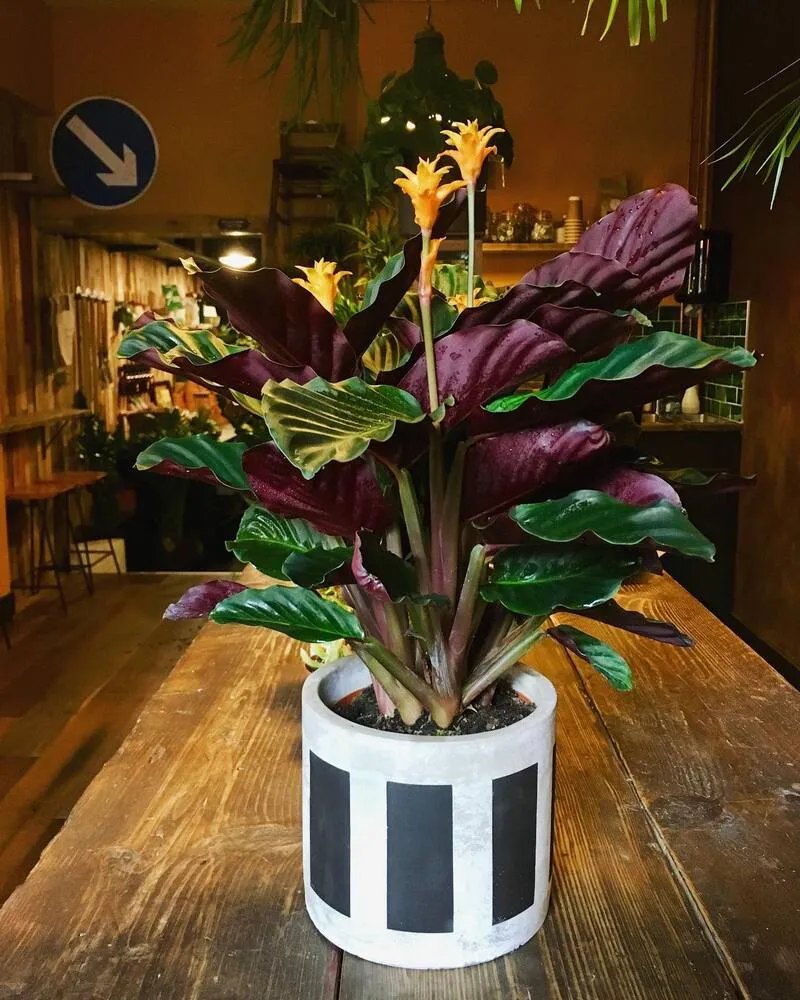 Calathea Crocata Care: Why Eternal Flame Is Beautiful but Demanding 7 Calathea crocata leaves showing dark green satin texture