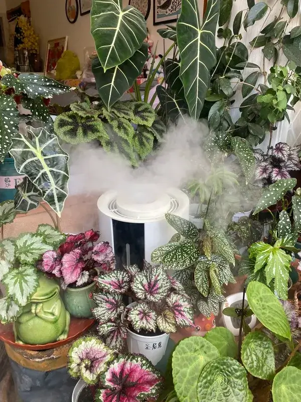 Calathea Humidity Guide Stop Curling, Browning, and Dry Air Damage (2) (1)