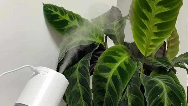 Calathea Humidity Guide Stop Curling, Browning, and Dry Air Damage