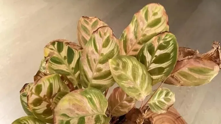 Calathea Leaves Turning Crispy or Dry at the Edges