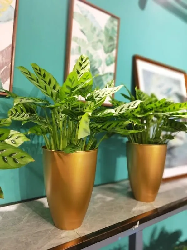Calathea Leopardina Care Guide Light, Watering, and Humidity Tips