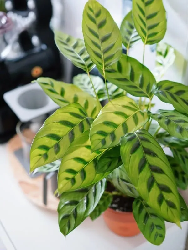 Calathea Leopardina Care Guide Light, Watering, and Humidity Tips