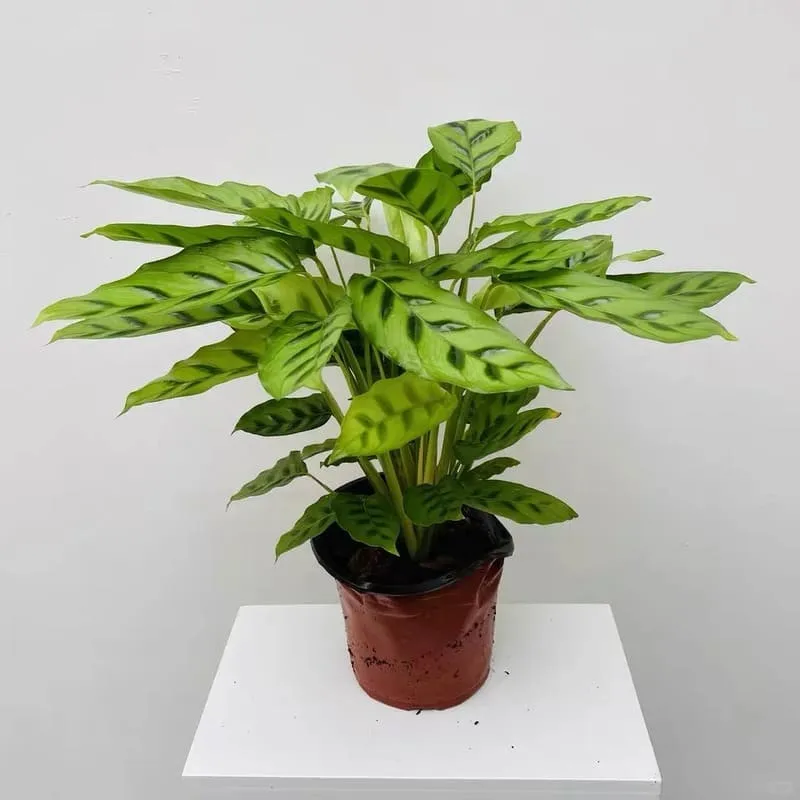 Calathea Leopardina Care  Light, Watering & Humidity Tips