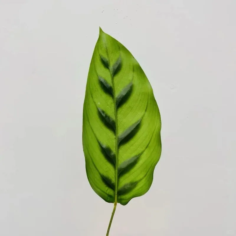 Calathea Leopardina Care  Light, Watering & Humidity Tips