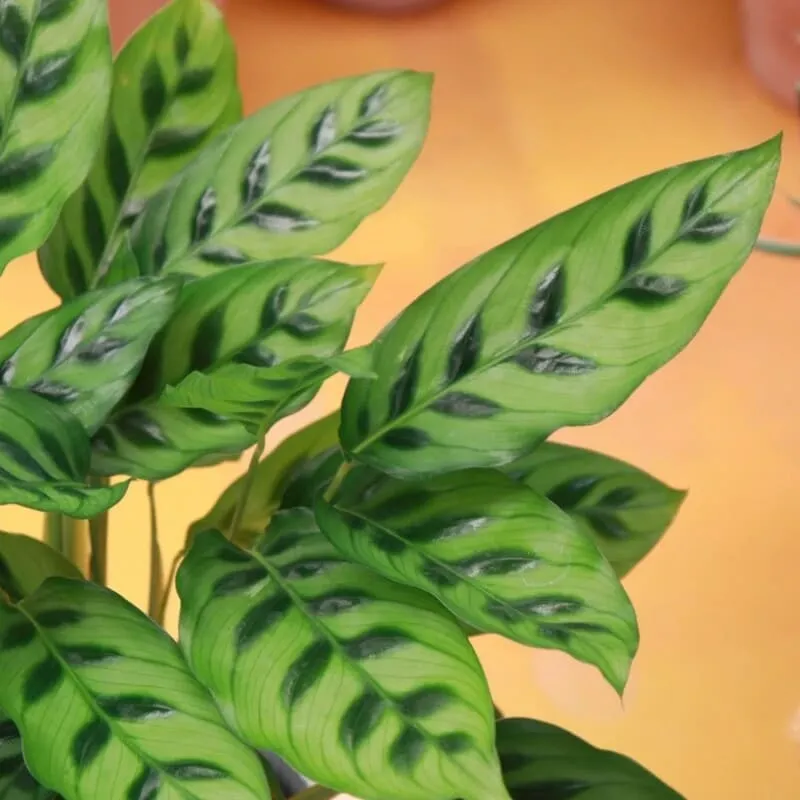 Calathea Leopardina Care Guide Light, Watering, and Humidity Tips