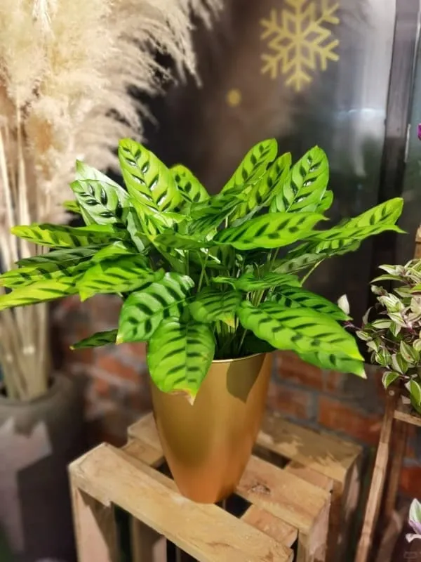 Calathea Leopardina Care Guide Light, Watering, and Humidity Tips