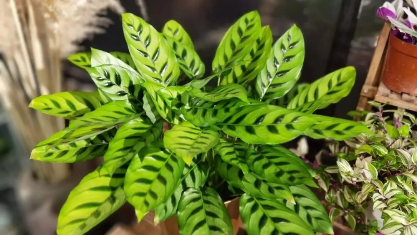 Calathea Leopardina Care Guide Light, Watering, and Humidity Tips