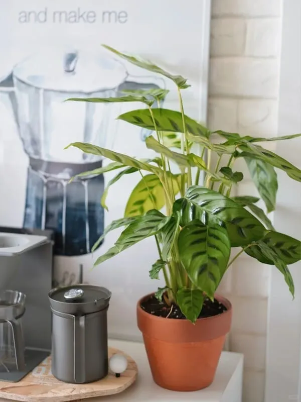 Calathea Leopardina Care Guide Light, Watering, and Humidity Tips