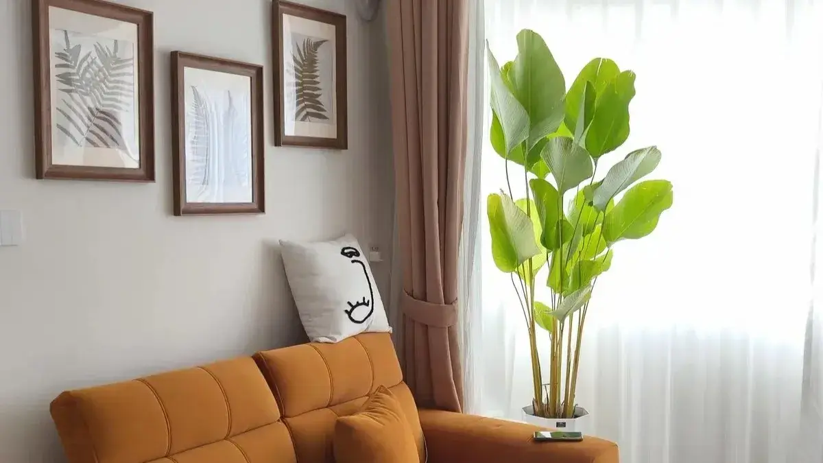 Calathea Lutea (Candle Calathea) Care Guide Light, Water & Growth Tips (11)