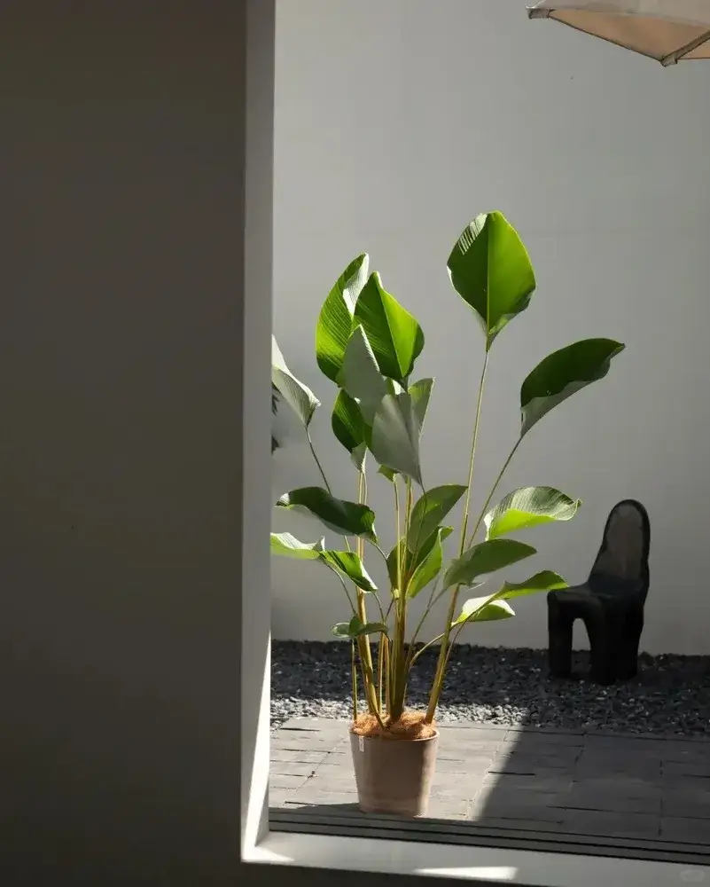 Calathea Lutea Care: My One-Year Experience With Light, Watering, and Spider Mites 14 Calathea Lutea (Candle Calathea) Care Guide Light, Water & Growth Tips (2)