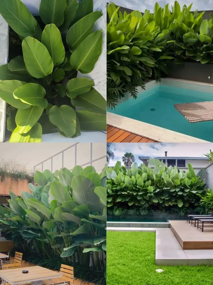 Calathea Lutea Care: My One-Year Experience With Light, Watering, and Spider Mites 7 Calathea Lutea Candle Calathea Care Guide Light Water amp Growth Tips 3