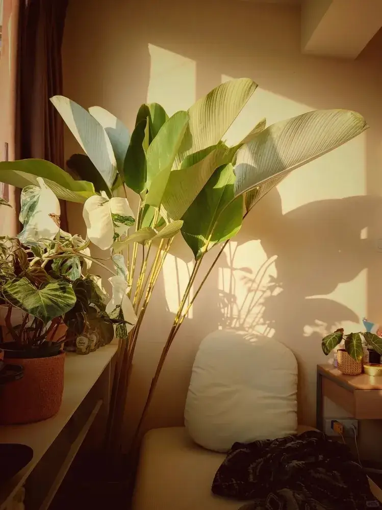 Calathea Lutea Care: My One-Year Experience With Light, Watering, and Spider Mites 10 Calathea Lutea (Candle Calathea) Care Guide Light, Water & Growth Tips (2)