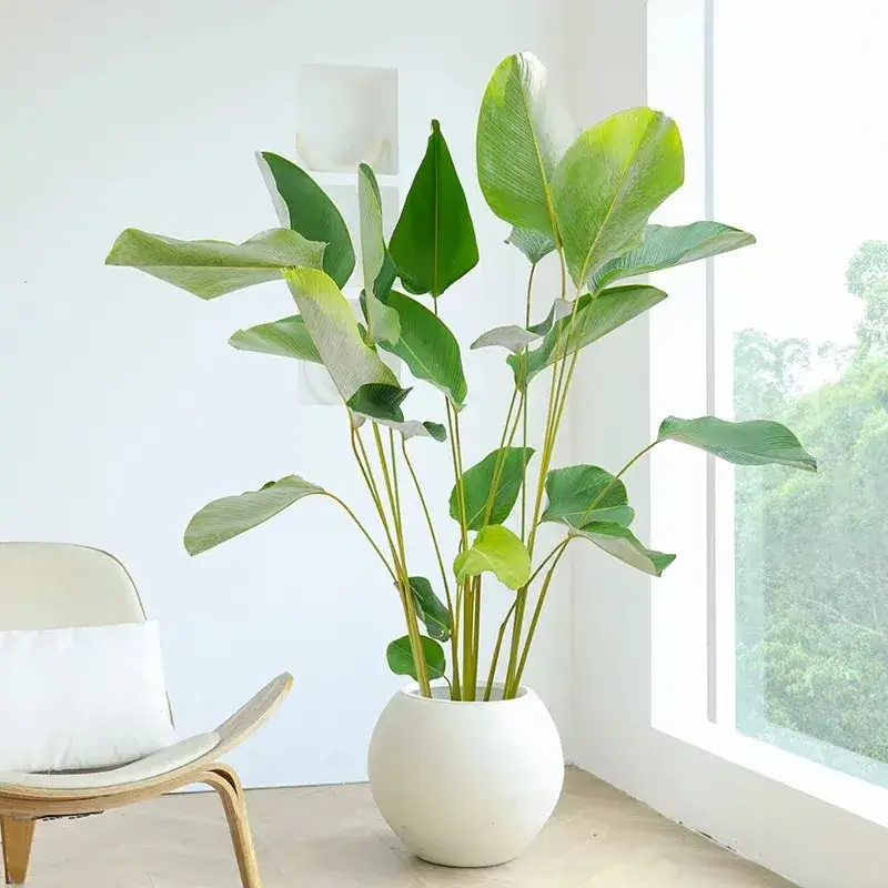 Calathea Lutea Care: Why Mine Grew Well for a Year, Then Suddenly Got  Spider Mites