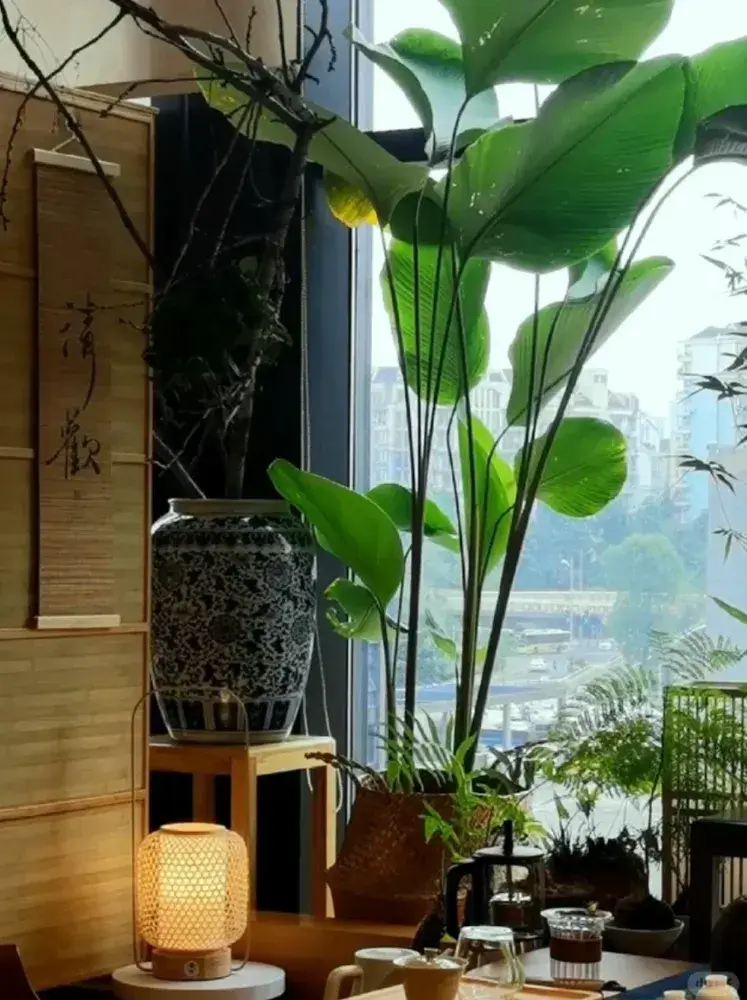 Calathea Lutea Care: My One-Year Experience With Light, Watering, and Spider Mites 12 Calathea Lutea (Candle Calathea) Care Guide Light, Water & Growth Tips (2)