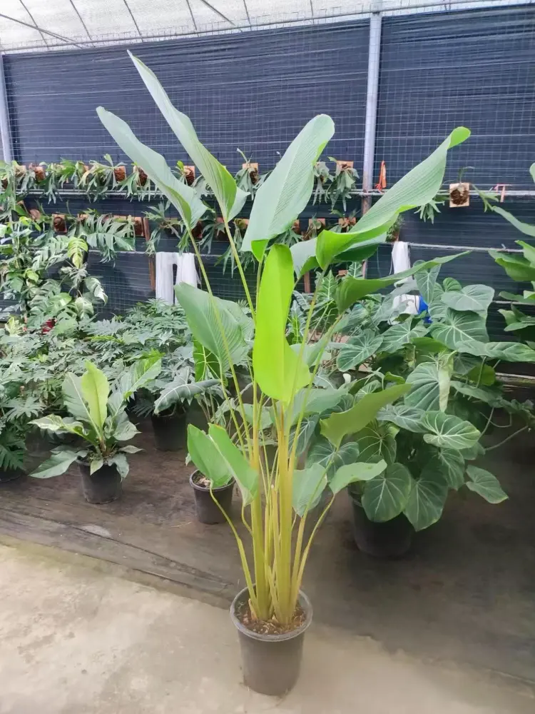 Calathea Lutea Care: My One-Year Experience With Light, Watering, and Spider Mites 5 Calathea lutea growth comparison showing the plant before and after one year of indoor care