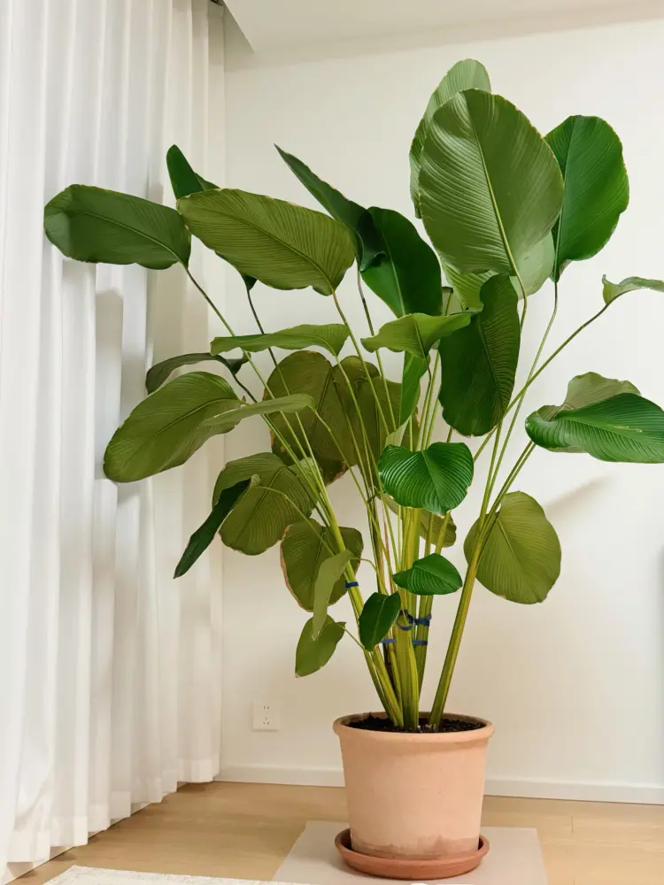 Calathea Lutea Care: My One-Year Experience With Light, Watering, and Spider Mites 6 Calathea lutea growth comparison showing the plant before and after one year of indoor care
