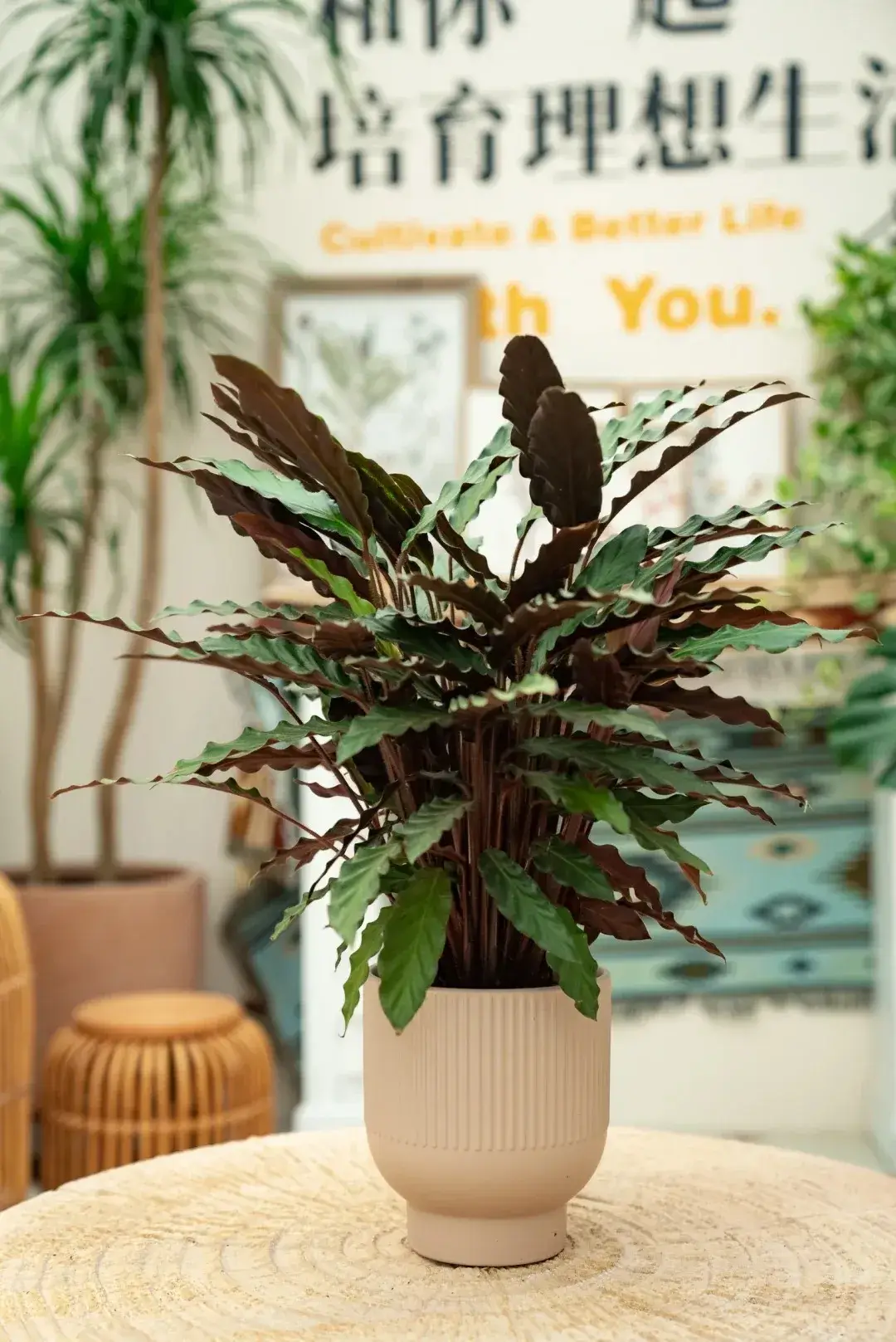 Calathea Rufibarba Care Guide: Why “Furry Feather” Is the Easiest Calathea 7 Calathea Rufibarba Care Guide Why “Furry Feather” Is the Easiest Calathea