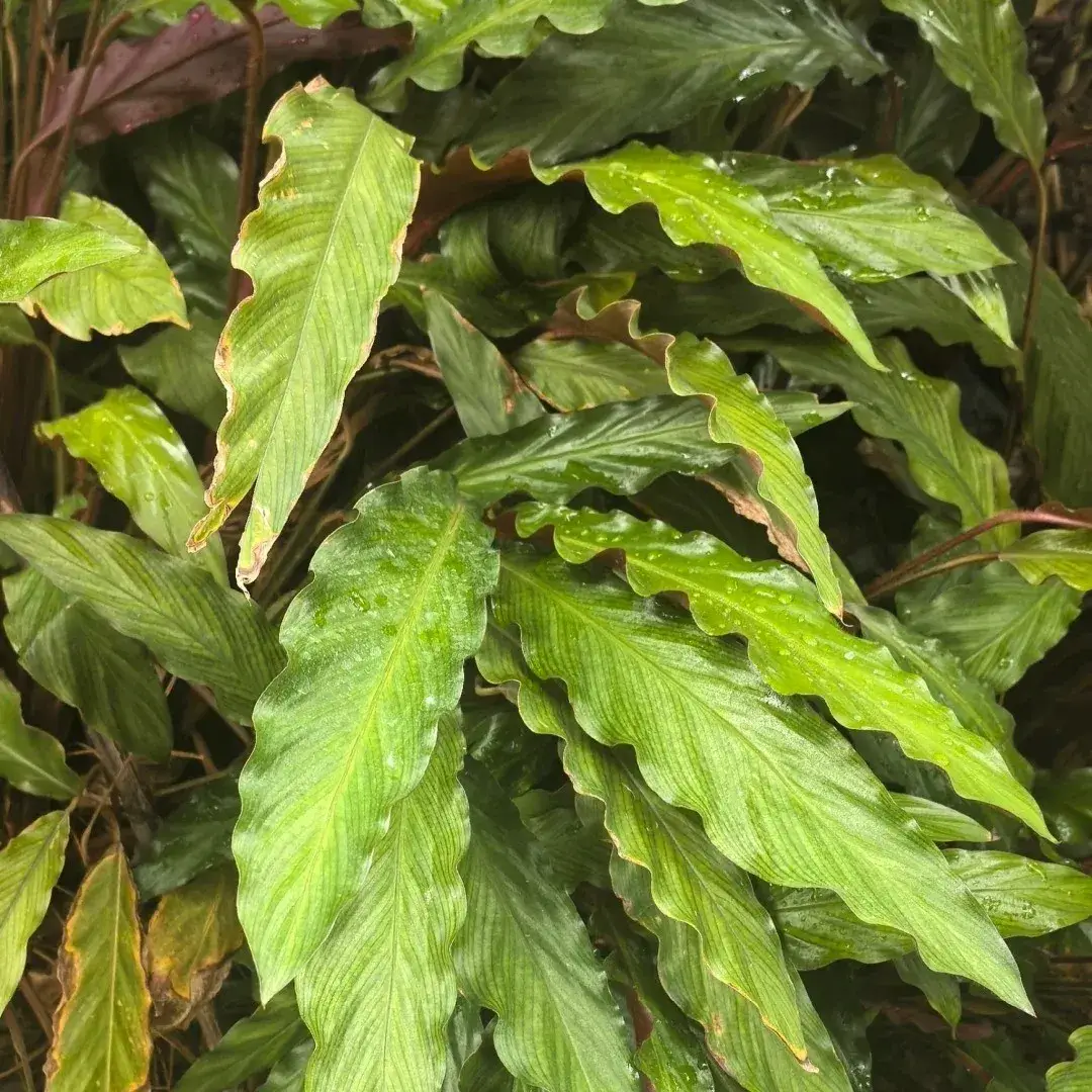 Calathea Rufibarba Care Guide: Why Furry Feather Is the Easiest Calathea