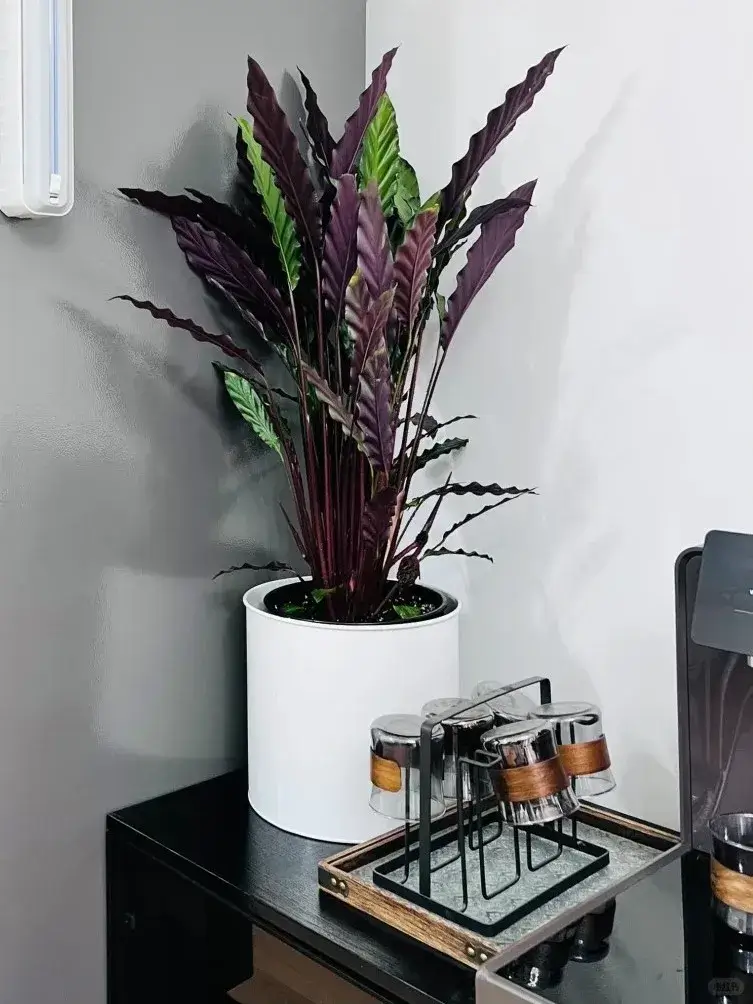 dracaena marginata magenta Dracaena marginata “Magenta” AKA ‘bicolor’ main image 0