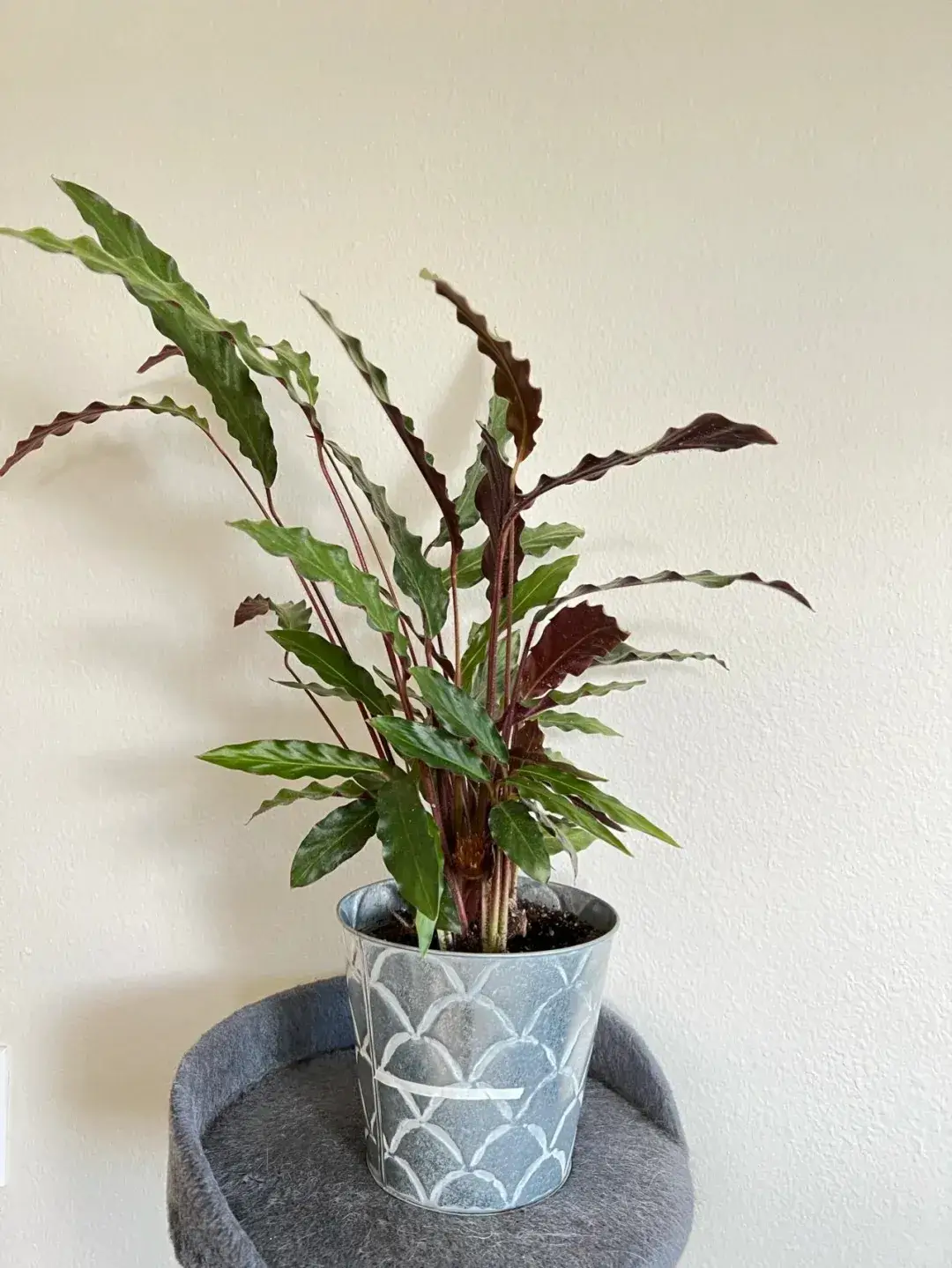 Calathea Rufibarba Care Guide: Why “Furry Feather” Is the Easiest Calathea 10 Calathea Rufibarba Care Guide Why “Furry Feather” Is the Easiest Calathea