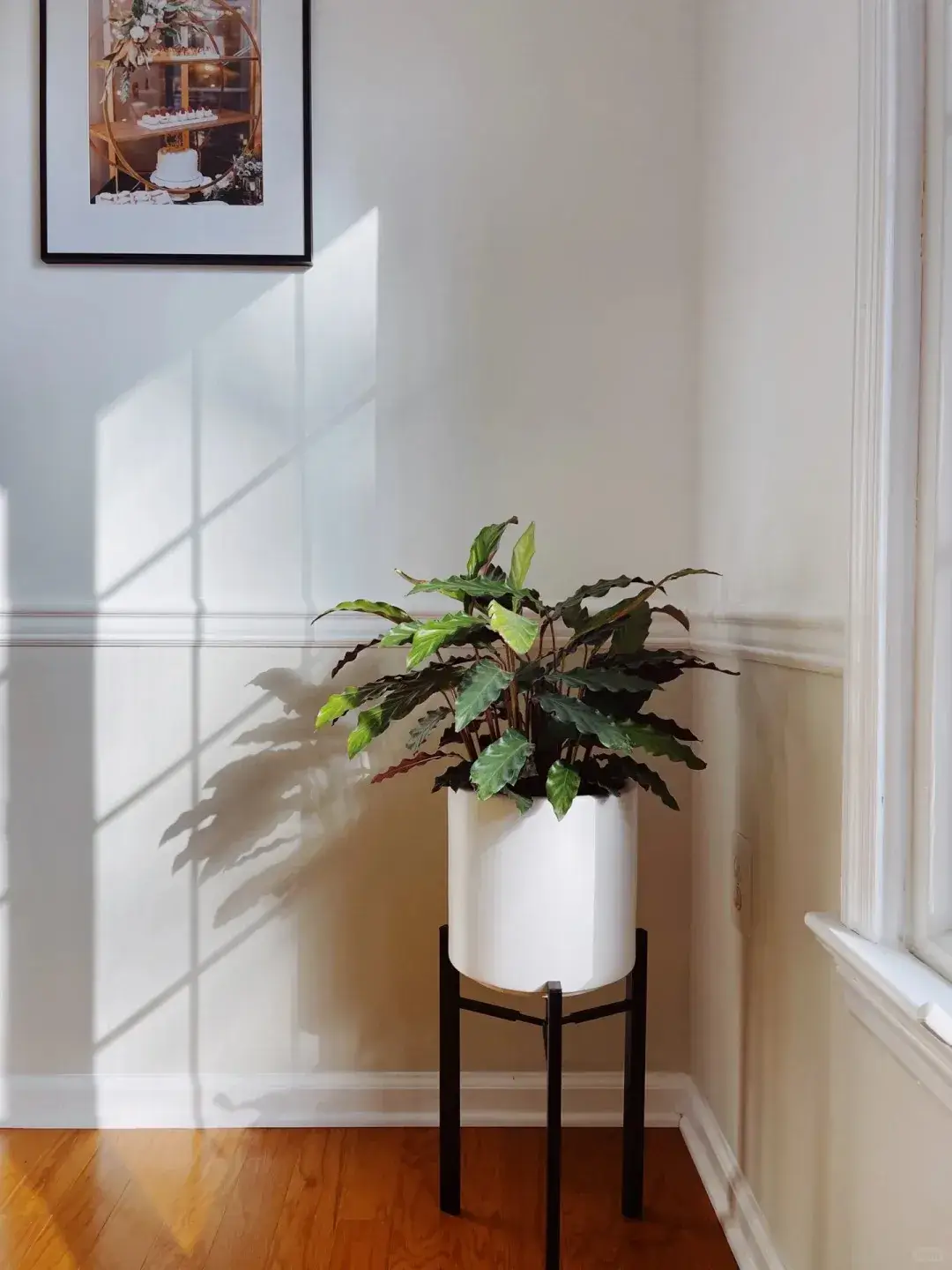 Calathea Rufibarba Care Guide: Why “Furry Feather” Is the Easiest Calathea 9 Calathea Rufibarba Care Guide Why “Furry Feather” Is the Easiest Calathea