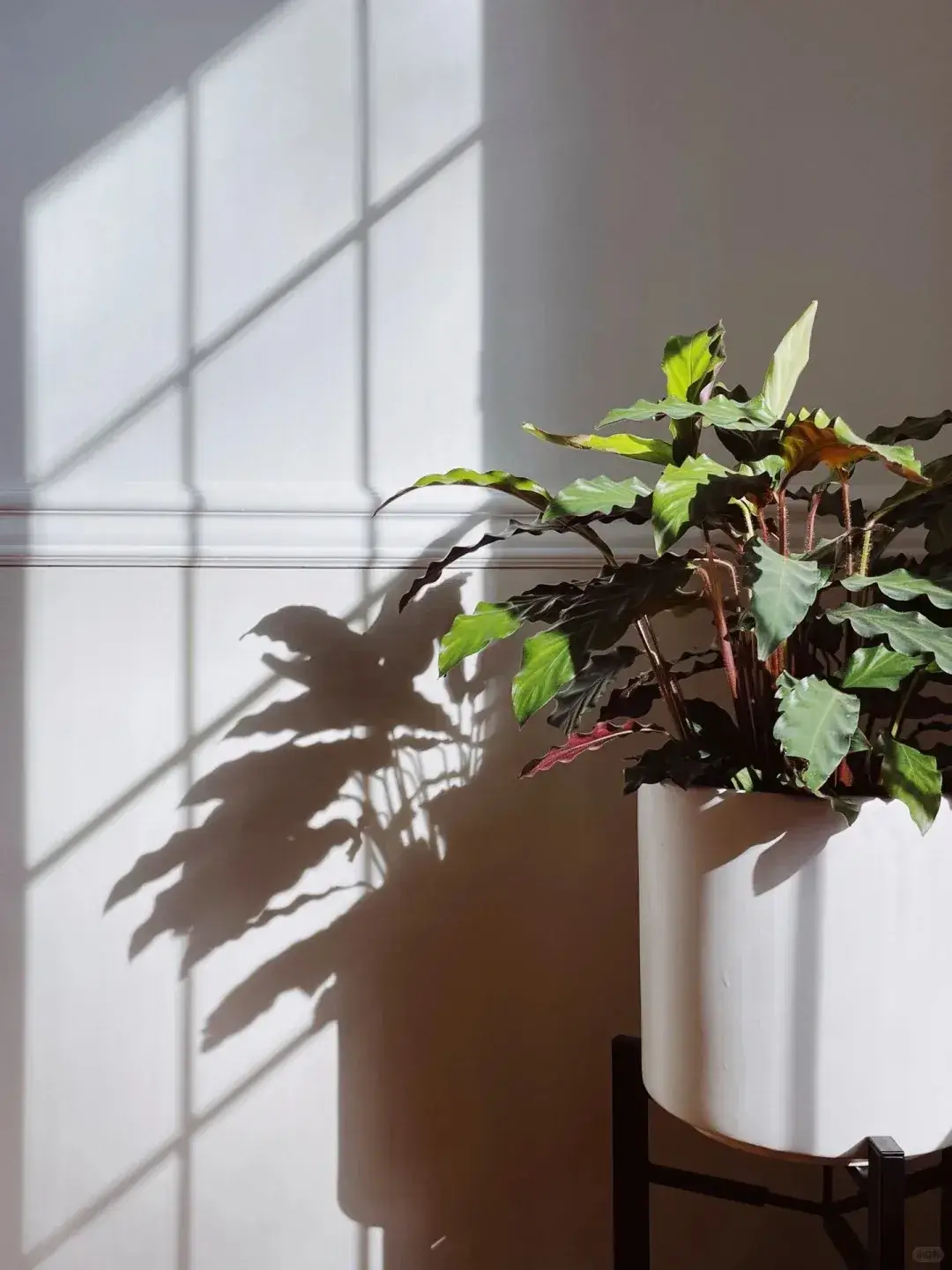 Calathea Rufibarba Care Guide: Why Furry Feather Is the Easiest Calathea