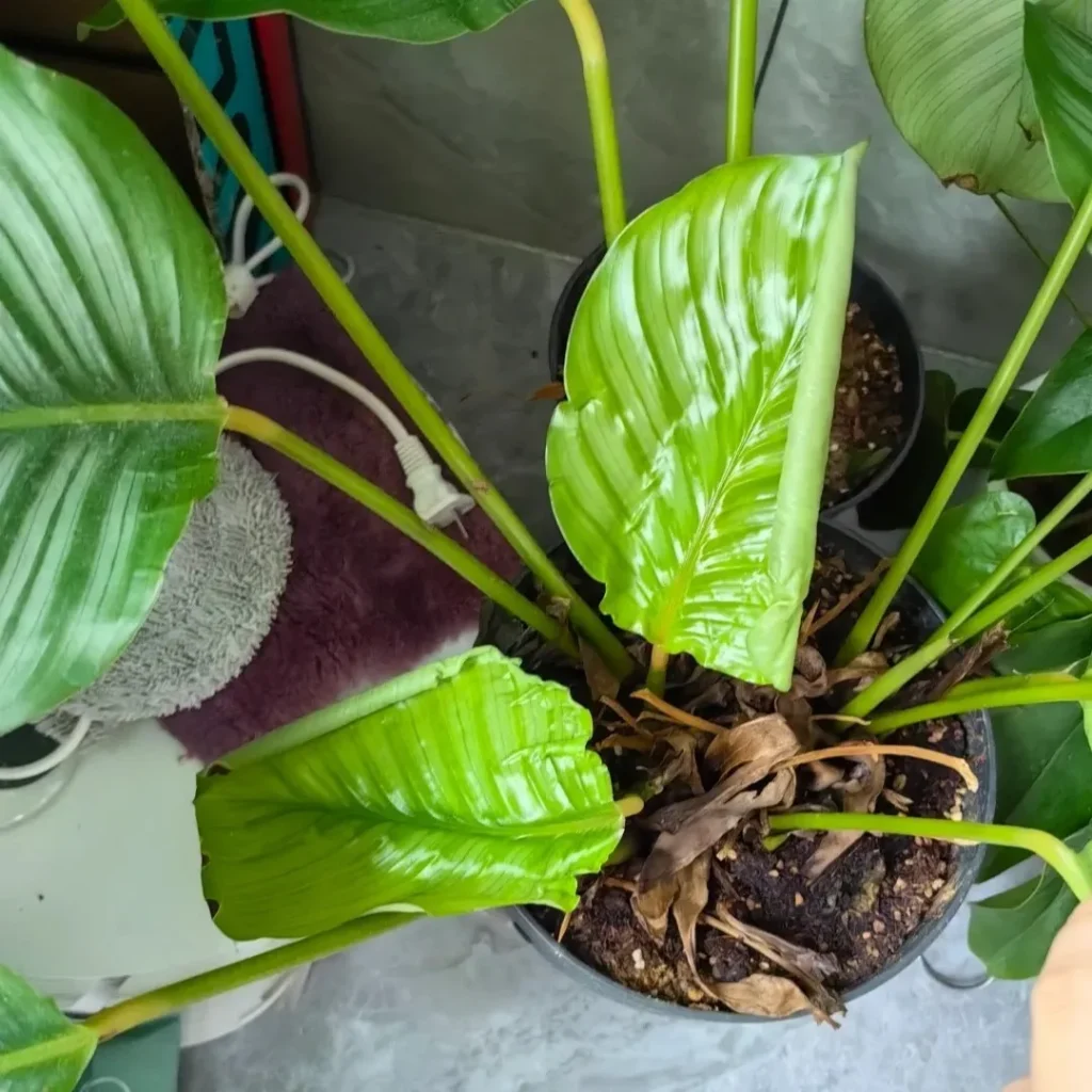Calathea new leaves are incredibly sensitive