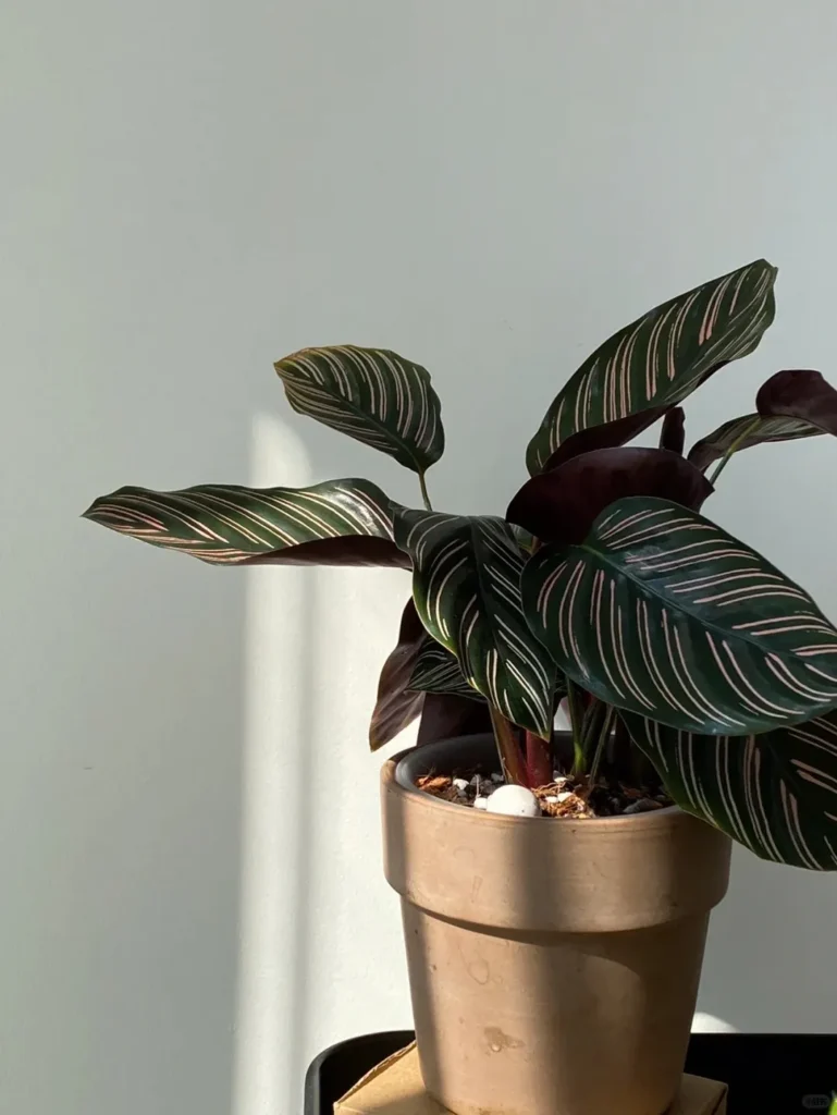ist efeu winterhart Großblättriger Irischer Efeu 'Hibernica' (Hedera helix 'Hibernica') kaufen  – Mein schöner Garten Shop