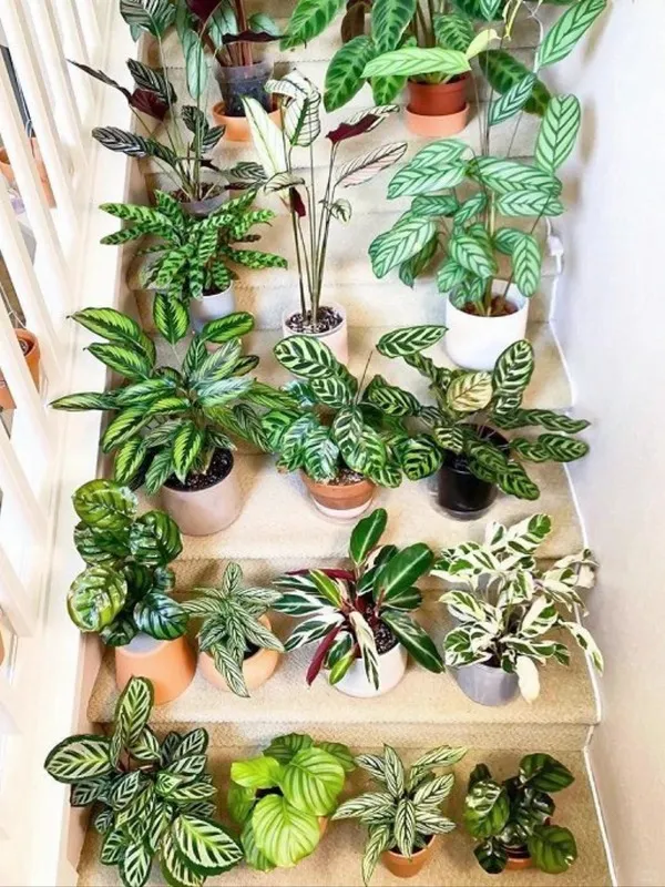 Calatheas belong to the Araceae family