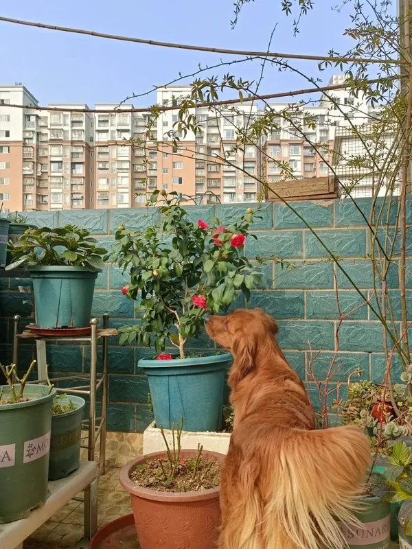 Golden retriever smelling red camellia flowers in a home garden, showing dog-friendly and non-toxic flowering plants.