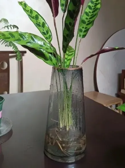 Can Calathea Grow in Water? YesBut Here's What Works Long-Term