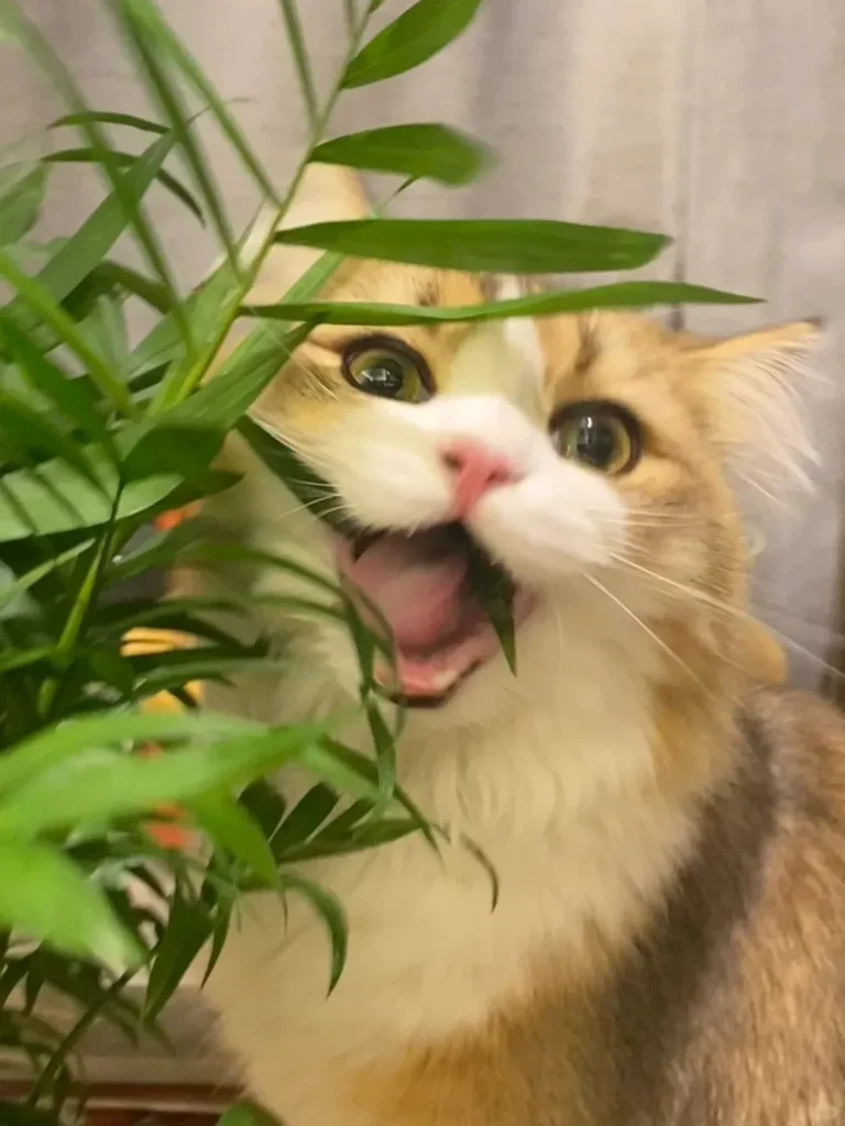 A curious cat caught chewing on a houseplant leaf indoors. The cat is wide-eyed and playful, showing typical cat behavior around plants.