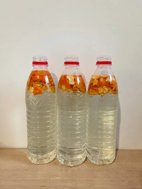 Three plastic bottles filled with citrus peel fermentation water, showing orange peels floating on top — an organic DIY fertilizer made from fruit scraps for Calathea and other houseplants.