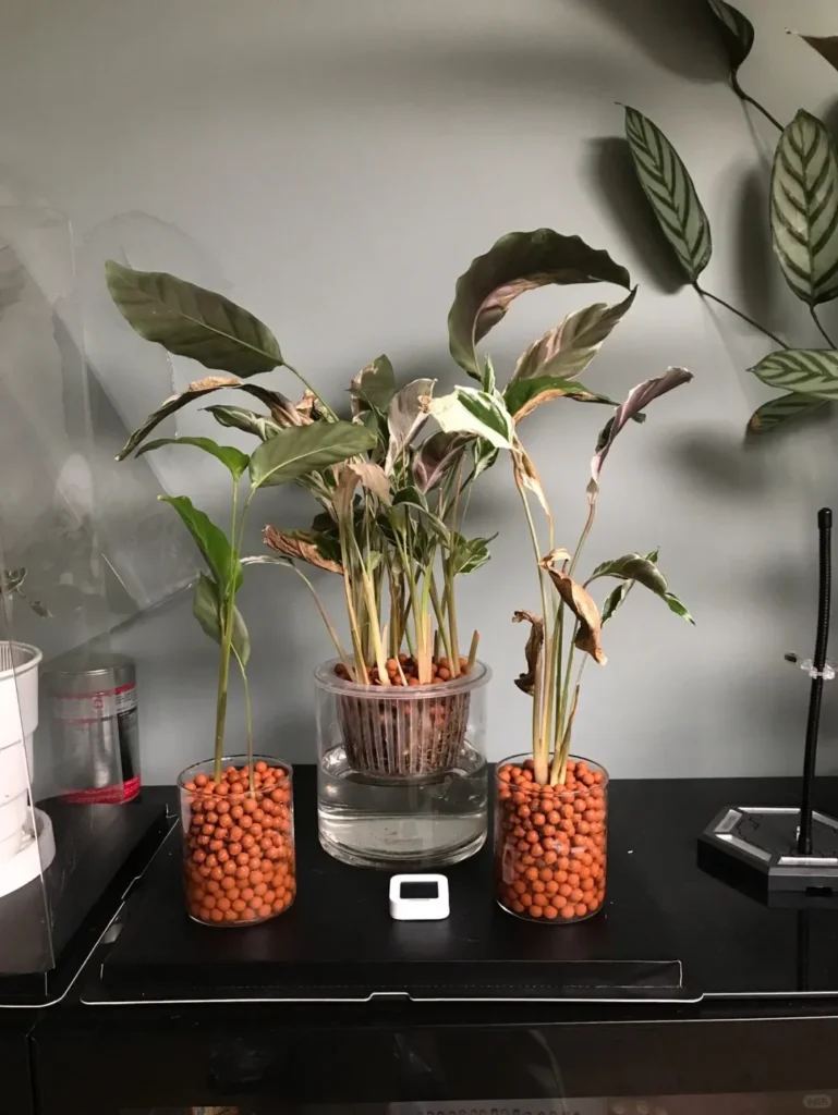 calathea ruby Calathea 'Dottie' – Peacock Plant main image 0